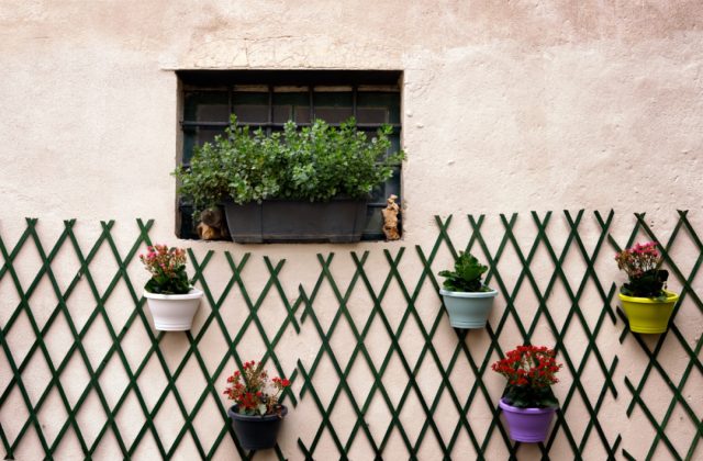 Wall Plant