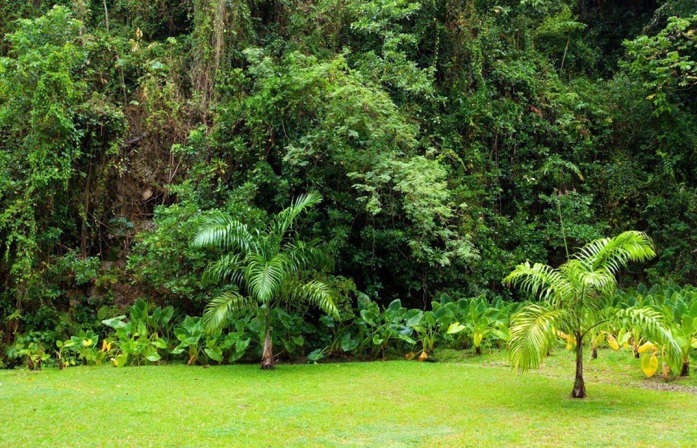backyard tropical