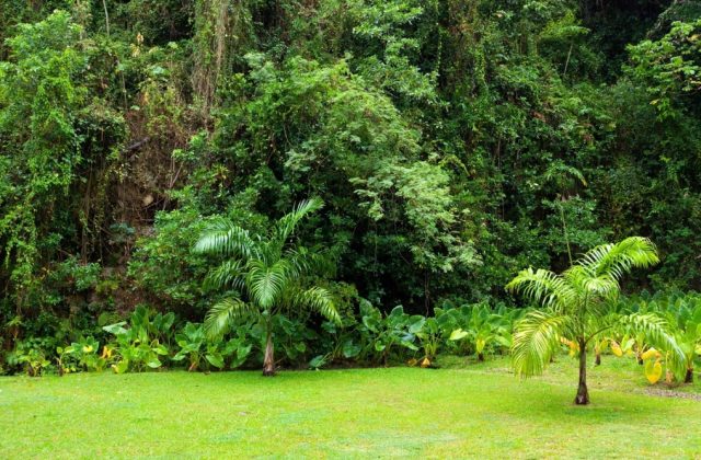 backyard tropical