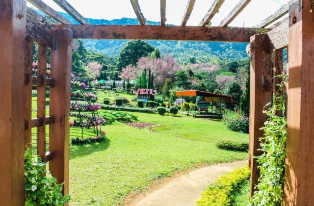backyard tropical
